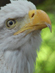 CSC Students Support Bald Eagle Streaming Video Project