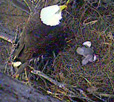 Photo of Eagle's nest.