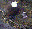 Photo of Eagle's nest.